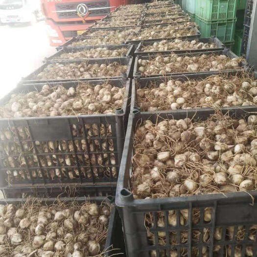 甘肃兰州鲜甜百合花食用推荐四季种植母籽带根可种农家直销包邮