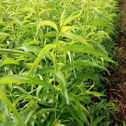 利辛县水蜜桃苗 水蜜桃树苗