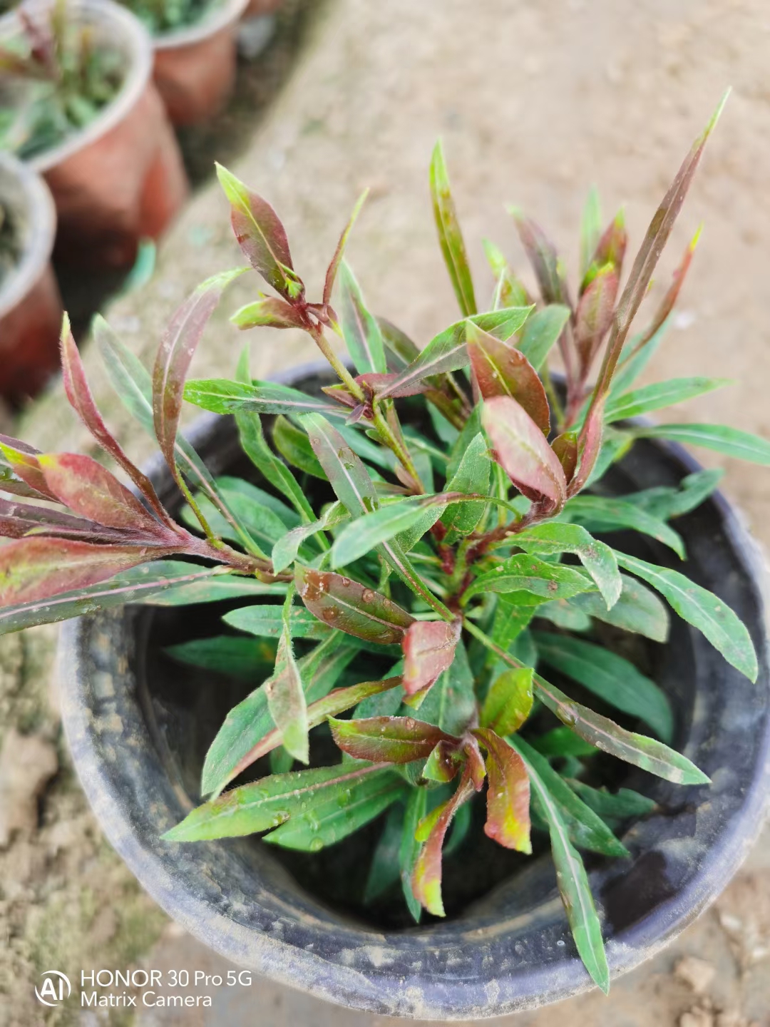 千鸟花山桃草，小杯苗，双色盆大量现货，基地直销，欢迎实地考察