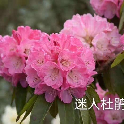 六盘水马缨杜鹃 各类杜鹃花出售，物美价廉，需要的咨询！