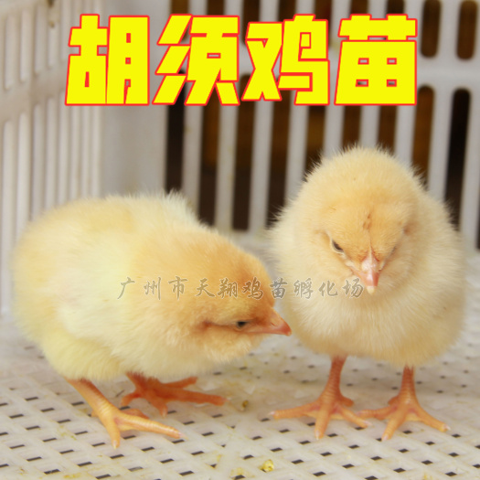 广州三黄鸡苗   胡须鸡公苗，广州天翔鸡苗孵化场，厂家直销