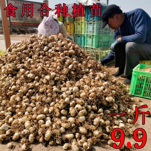 甘肃兰州新鲜食用甜百合种子种球花带根种苗500g非香水百合