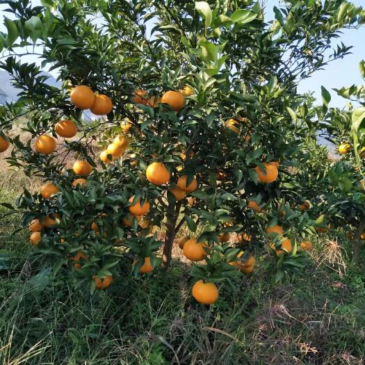 秀山耙耙柑 重庆市重庆市秀山土家族苗族自治县 
