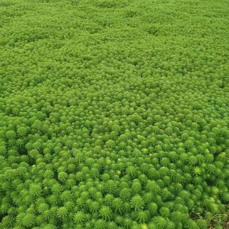 青州市狐尾藻苗  专业沉水植物，水生植物，荷花，睡莲，芦苇等种植与