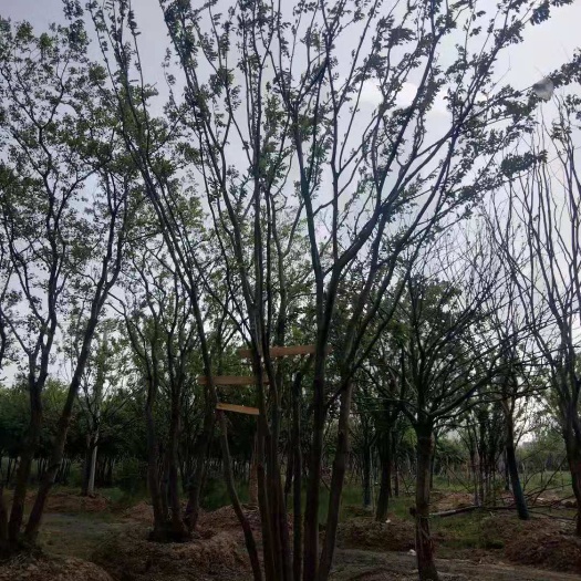 沭阳县 丛生朴树 精品丛生朴树