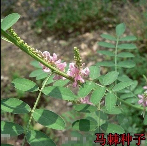  马棘种子道路绿化护坡灌木种籽牧草饲料药材荒山绿化造林水土保持