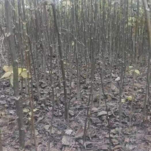 简阳市薄皮核桃苗 嫁接核桃苗