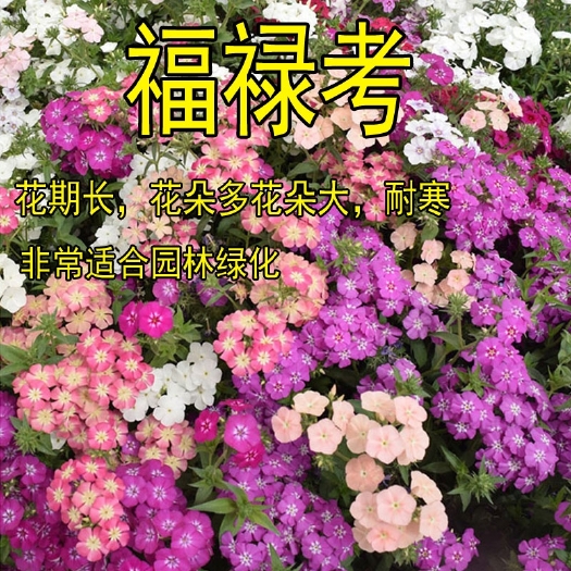 沭阳县福禄考种子多年生宿根花种子四季种易活庭院室外景观花种籽子包