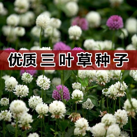 沭阳县 白三叶草种子 红三叶草种子 四季青多年生草坪果园绿肥花种籽包