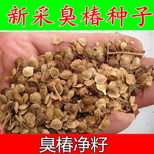 郑州 臭椿树种子 椿树籽 臭椿种子