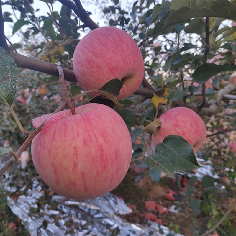 【脆甜多汁！】【山東煙臺棲霞紅富士蘋果】 精品紅富士蘋果