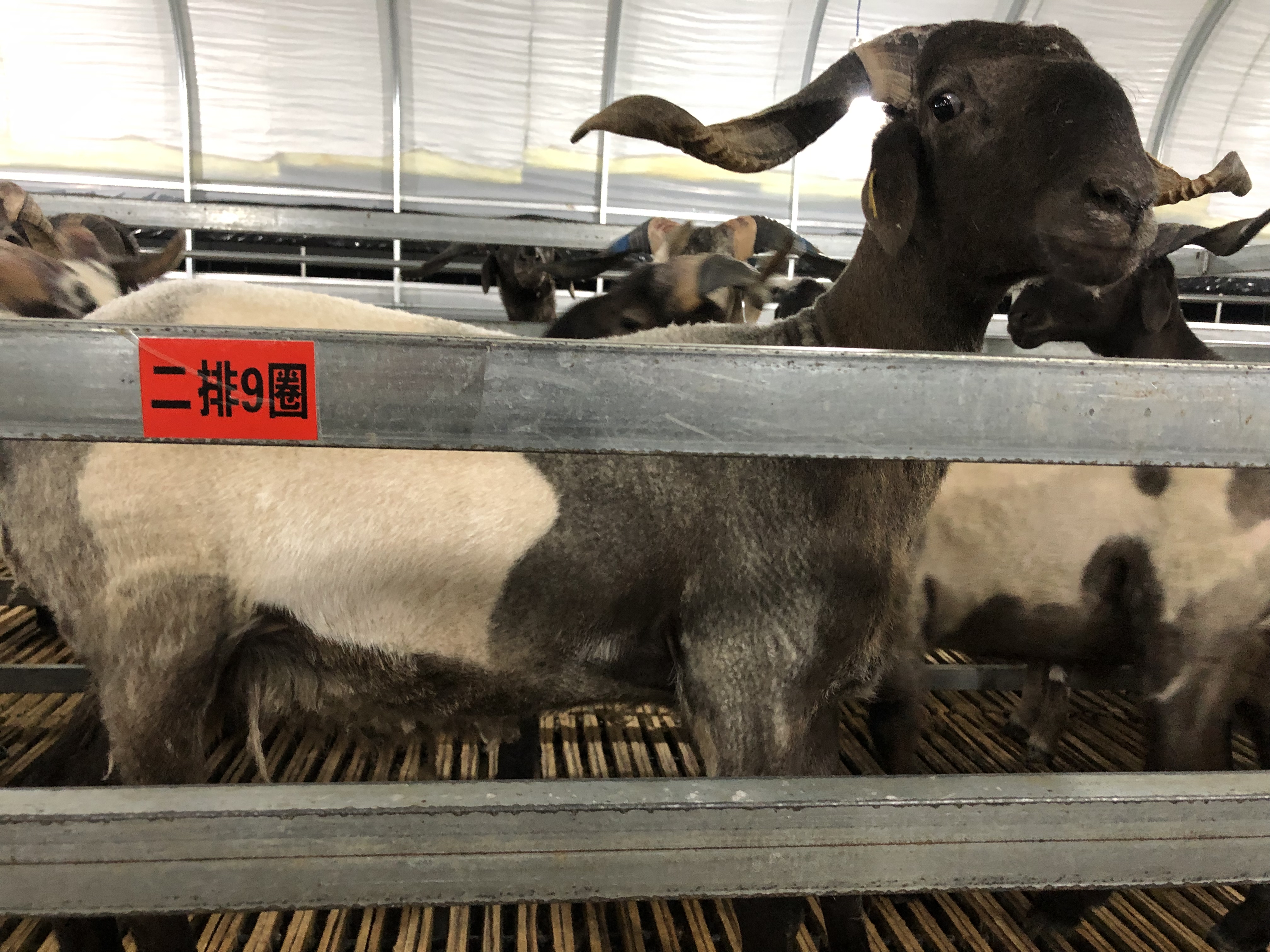 现货供应欧拉羊500只，藏系纯种绵羊，肉脂性能非常好