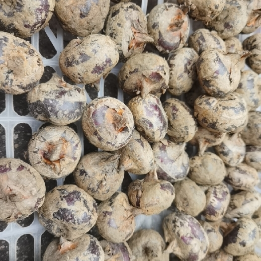 始兴县 正宗始兴顿岗马蹄统果一斤18-20个大量出售