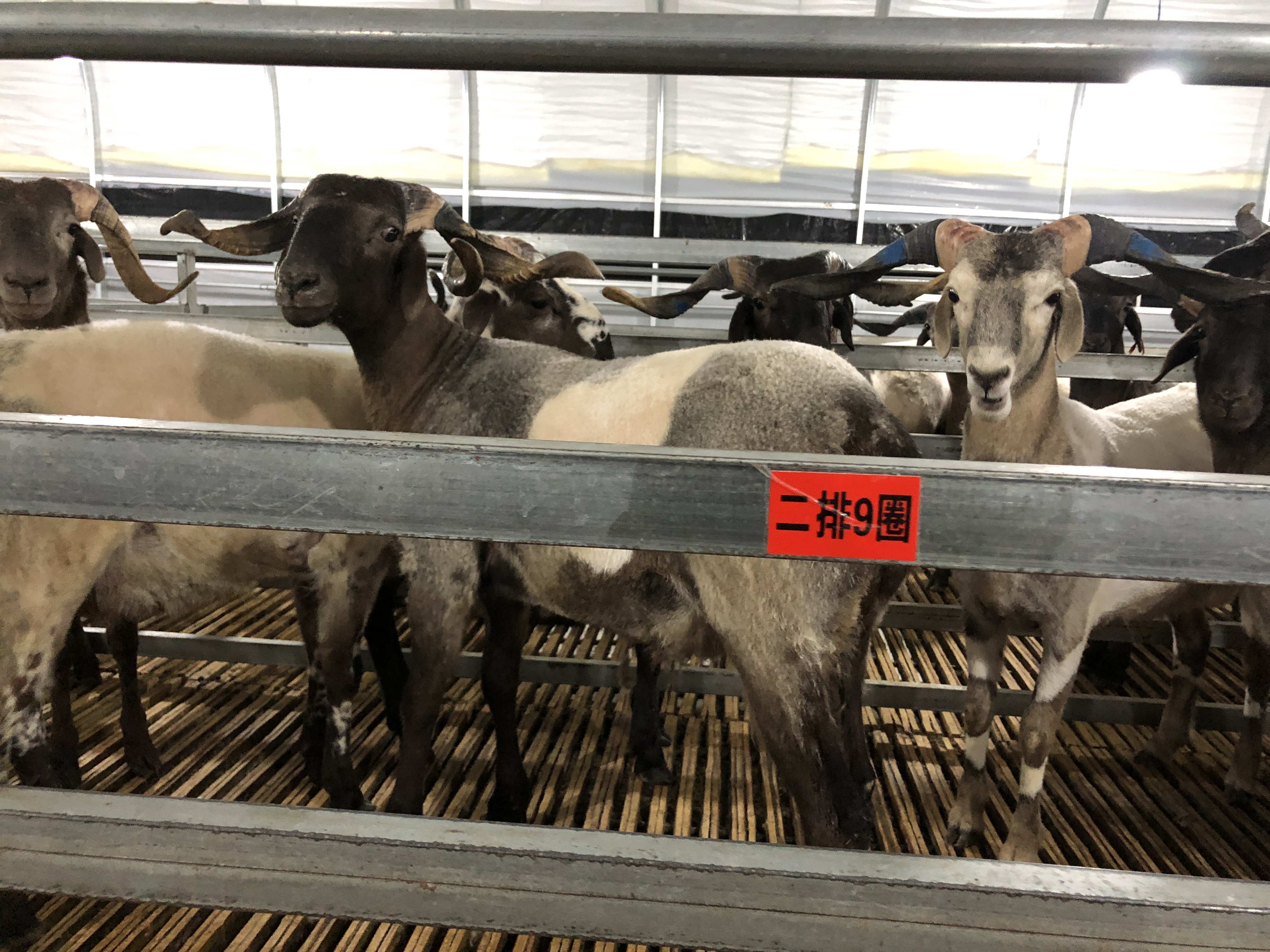 现货供应欧拉羊500只，藏系纯种绵羊，肉脂性能非常好