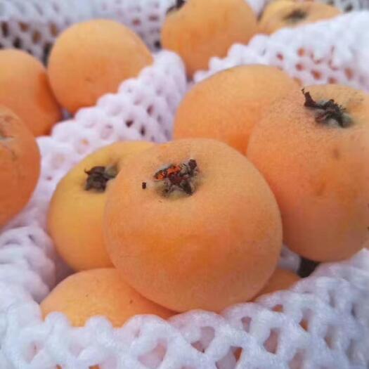 丘北县生态源枇杷