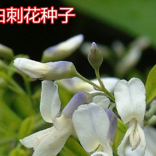 郑州 白刺花种子白刺种子牙刺种子苦刺花种子铁马胡烧马蹄针灌木种子