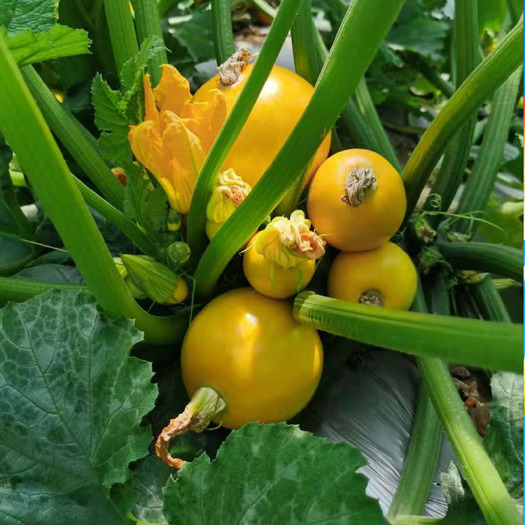 济南金珠西葫芦种子 无蔓早熟圆形黄皮品种大棚露地可鲜食35天上市
