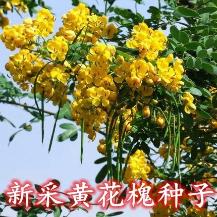 黄花槐种子南方边坡绿化优良品种蜜蜂采蜜源