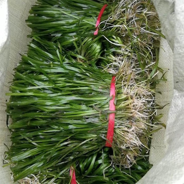 青州市金鱼草  沉水植物种植、生态浮床制作、水生植物种植