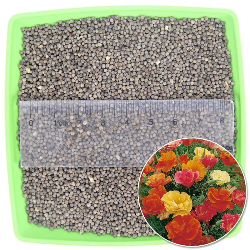 花菱草种子春秋播种多年生耐寒花种庭院阳台盆栽花卉种子