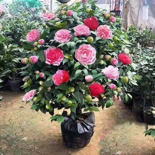 平邑县赤丹，宫粉，贵妃，五彩香茶花，品种齐全，价格美丽，