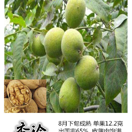 泰安薄壳香核桃苗   核桃苗