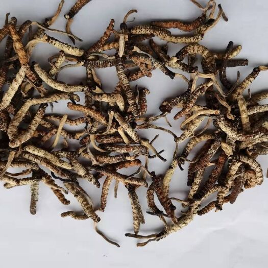 凤凰县亚香棒虫草  天然虫草 。海拔高 ，高原地区