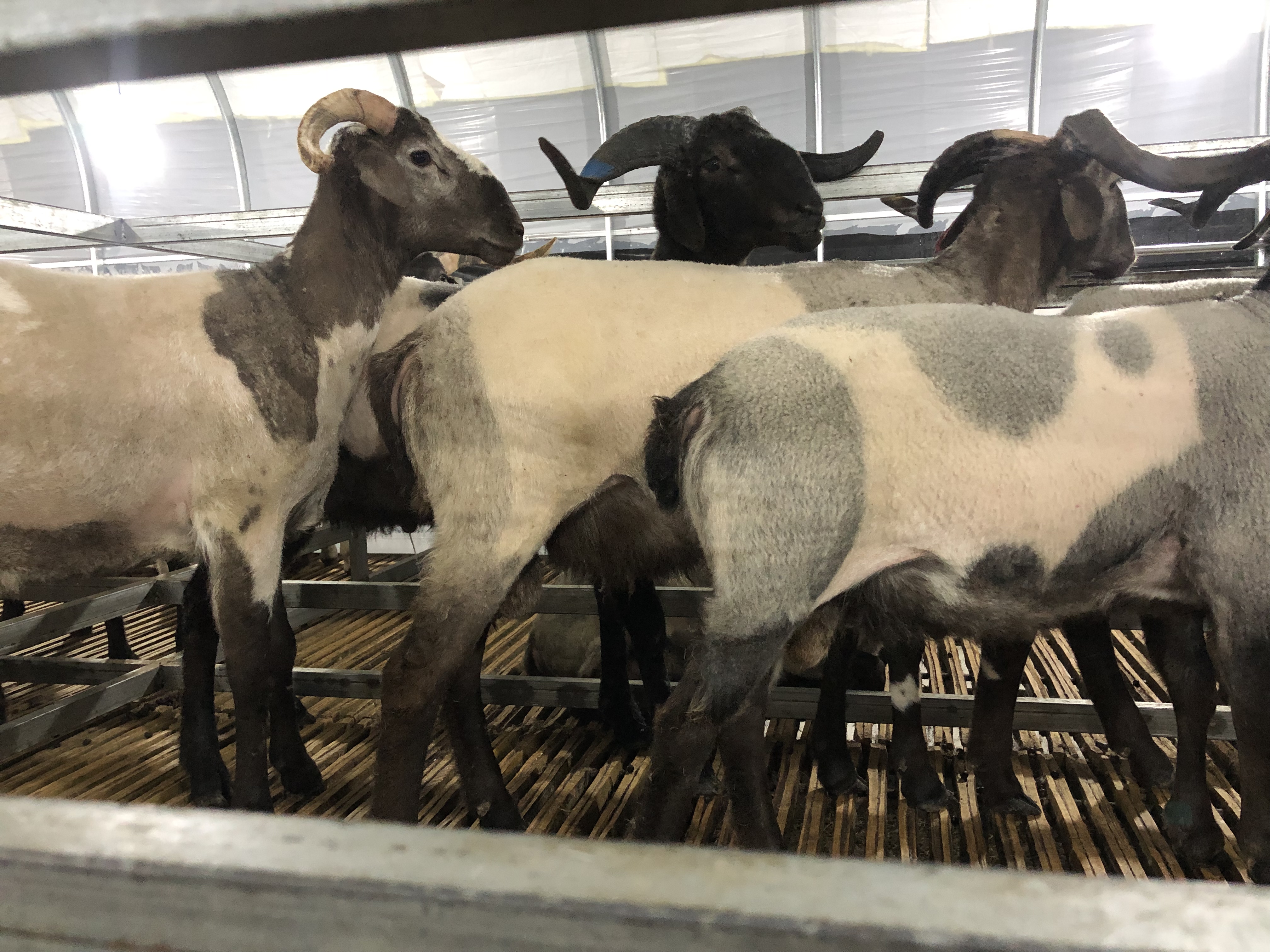 现货供应欧拉羊500只，藏系纯种绵羊，肉脂性能非常好