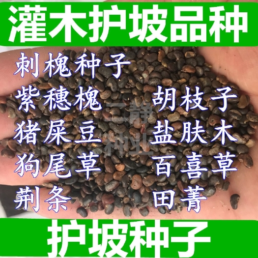 沭阳县毛豆种子 猪屎豆种子 太阳麻种子 椭圆叶猪屎豆 三圆叶猪屎豆种子护坡种