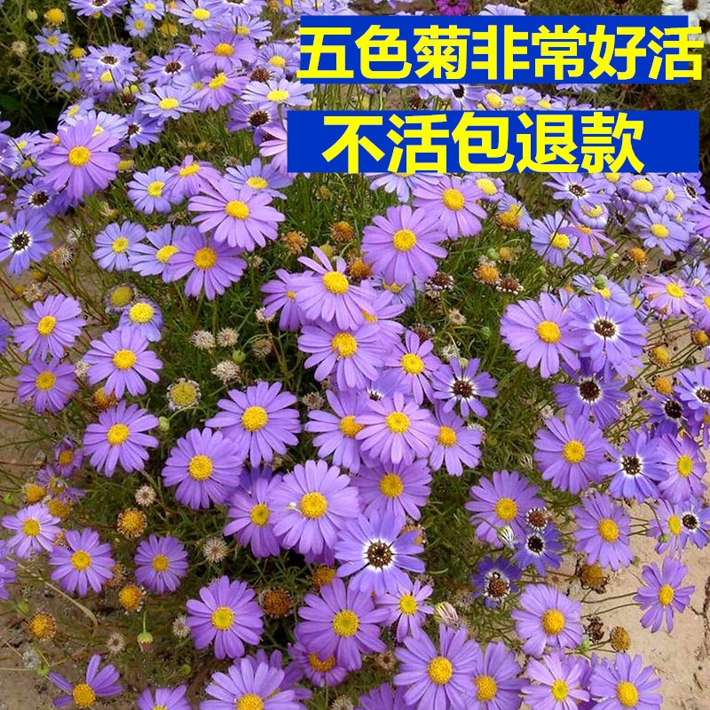 沭阳县五色菊种子 五色菊花种子室内外盆栽庭院花坛四季播易活多年生小野花花卉种孑