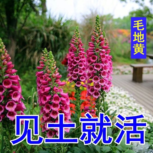 多年生花种子 毛地黄种子 洋地黄 指顶花吊钟花 四季易种室
