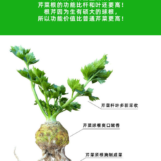 寿光市根芹菜种子  山东寿光新奇特品种