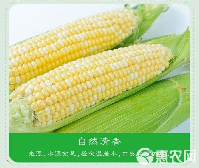 低价云南水果玉米新鲜甜脆玉米农家现摘即食生吃嫩玉米棒特产