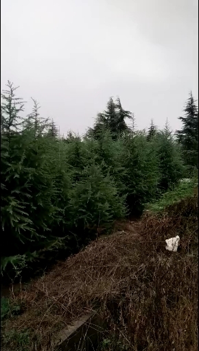 岐山县 大量雪松价格公道产地直卖