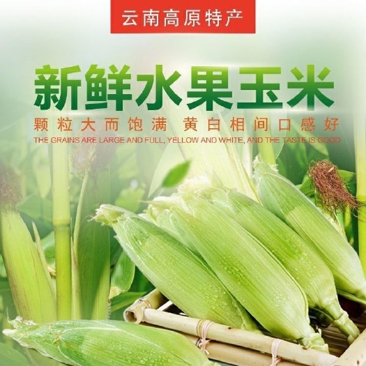 芒市低价云南水果玉米新鲜甜脆玉米农家现摘即食生吃嫩玉米棒特产