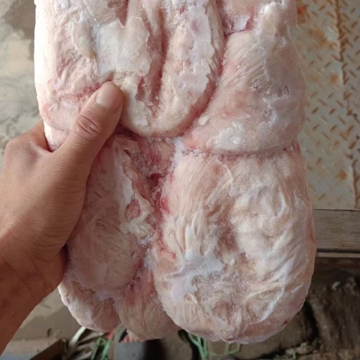 沂南县猪肚 母猪小肚