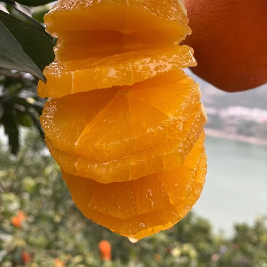脐橙 秭归纽荷尔鲜橙香甜可口橙味浓郁老少皆宜新鲜采摘产地直