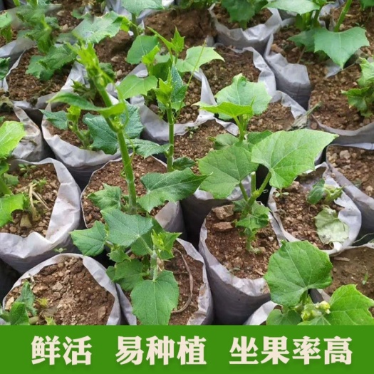 宿州佛手瓜苗  农家温室培育 鲜活 易养活 坐果率高