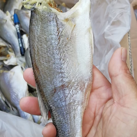 北海《店家推荐》北海深海鲈鱼干