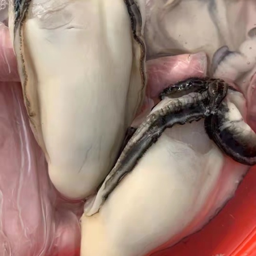 佛山净化蚝 台山生蚝肉去壳鲜活特大肥美海鲜当天现拨牡蛎咸水蚝肉批发零售