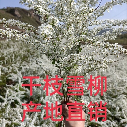 铁岭县干枝雪柳