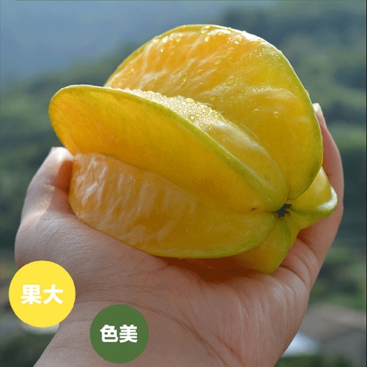 普宁市 广东潮汕鲜果乐园马来西亚甜杨桃 香蜜杨桃