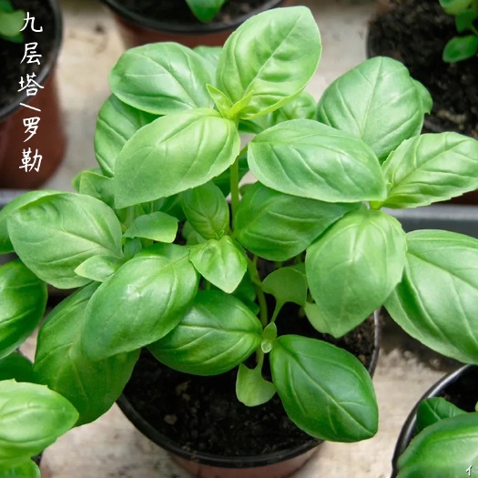  罗勒种子优质蔬菜九层塔大叶甜罗勒兰香金不换食用香料四季播籽孑