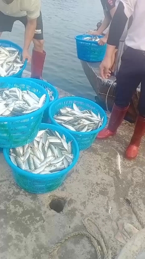 阳西县 巴浪鱼，新鲜天然码头直上