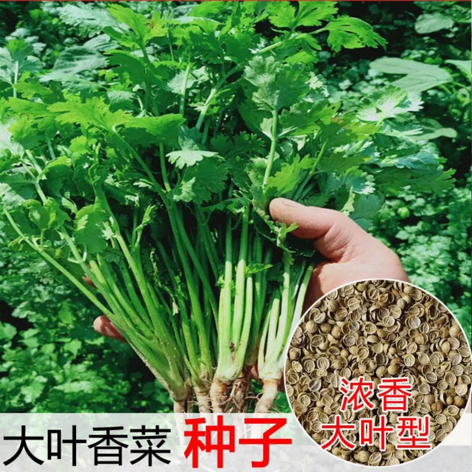 香菜种子原装浓香大叶香菜种子四季种植高产抗病口感好包邮批发