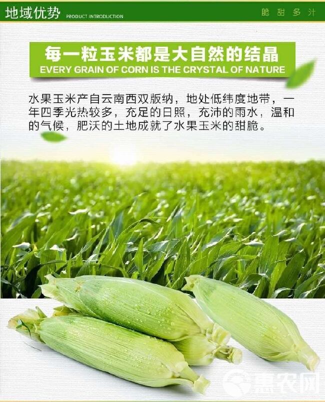 低价云南水果玉米新鲜甜脆玉米农家现摘即食生吃嫩玉米棒特产