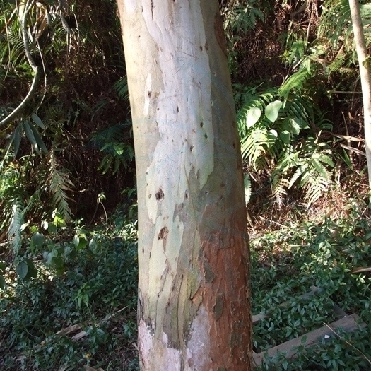 德庆县DH3229桉树 桉树原木
