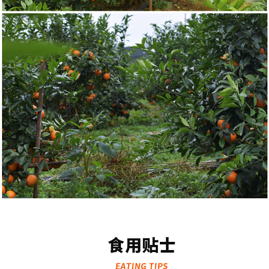  正宗广西武鸣沃柑白菜价