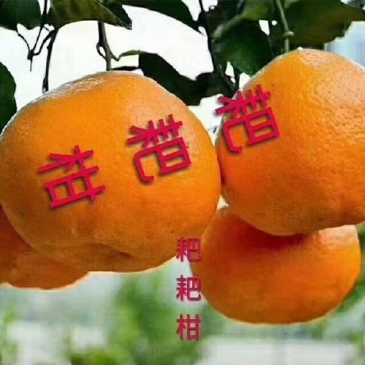 荣县 四川省春见耙耙柑大量上市了，因疫情原因，小罗总办支持产地直发