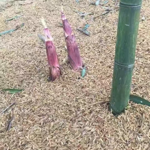 临安春笋农康笋